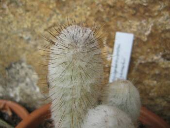 Austrocephalocereus dybowskii